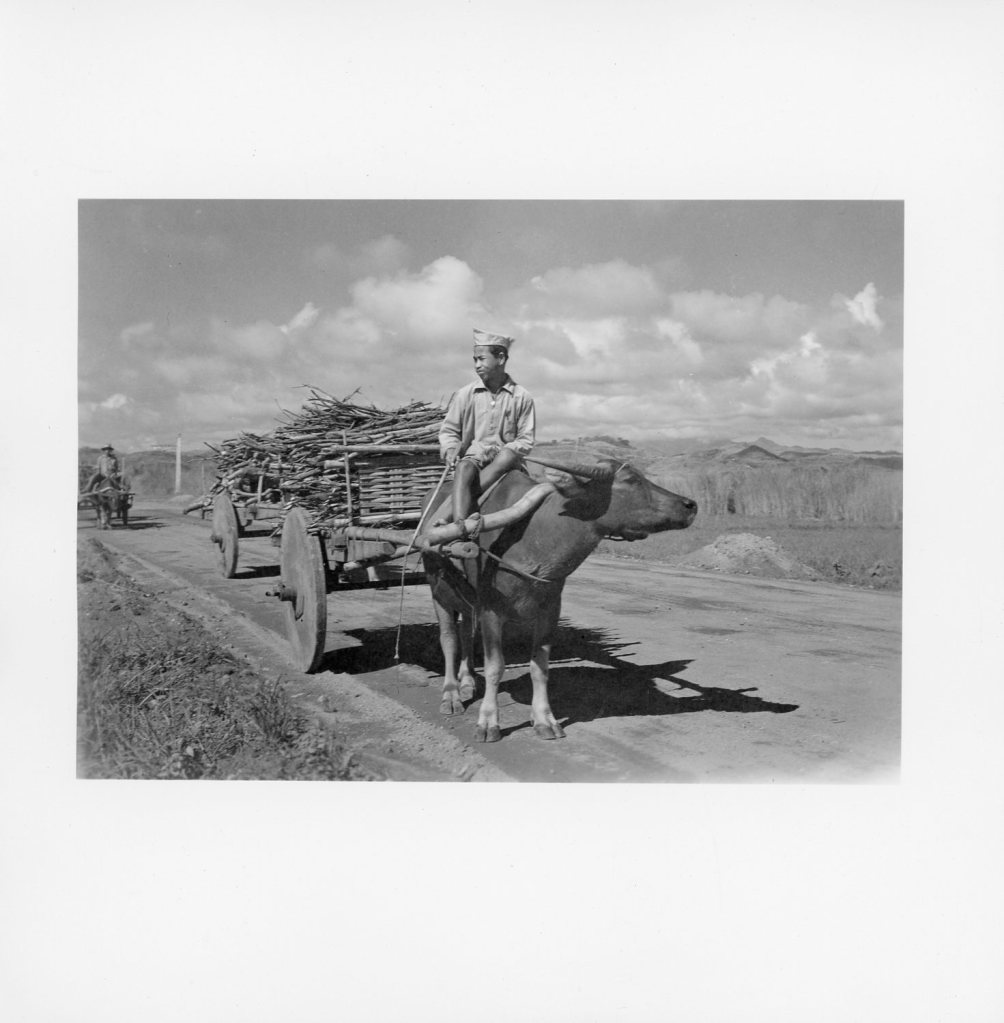 Filipino infantryman on oxen, Philippines 1945 (Photograph: Staff Sgt. W. R. Allen)